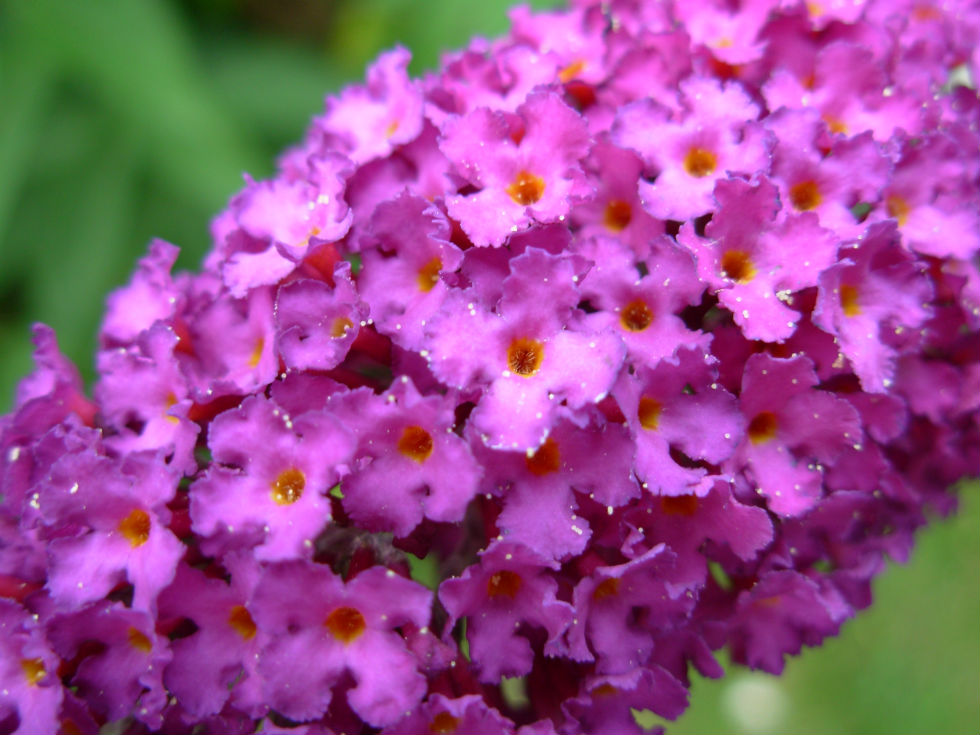 St Josephs P1 Go to the beach